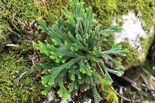 冲绳县指定天然纪念物 伊是名城址的卷柏和 写真